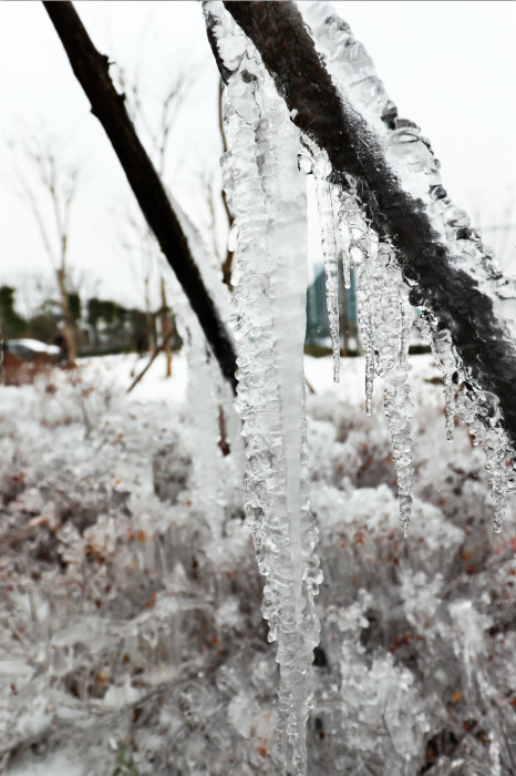 一場雪，體育中心美得不要不要的 但最美的風景還是他們(圖4)